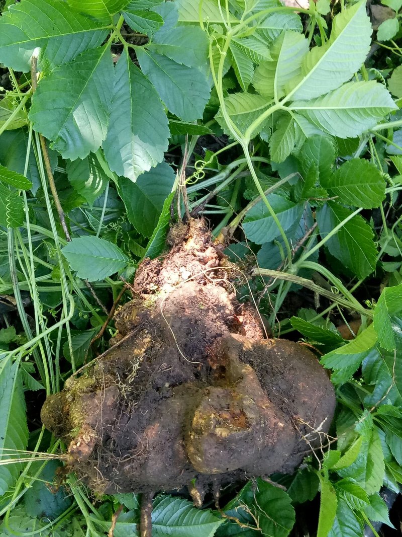 绞股蓝