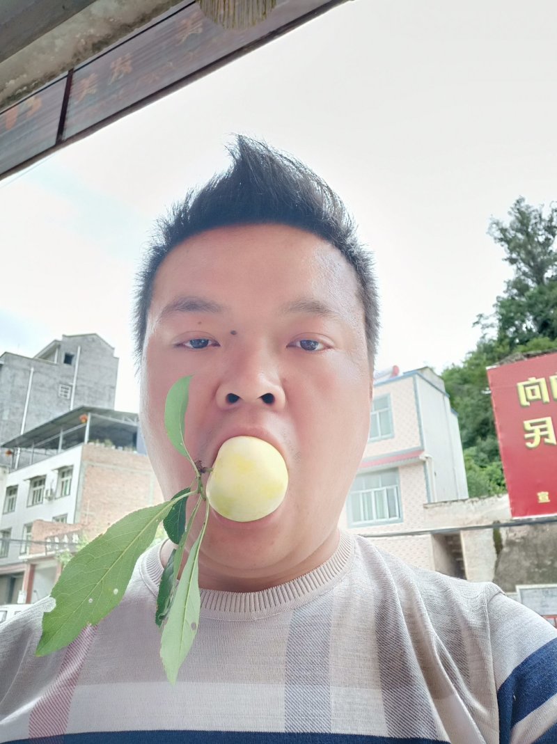 四川汉源青黄桃花李，玉皇李零售批发代办一件代发