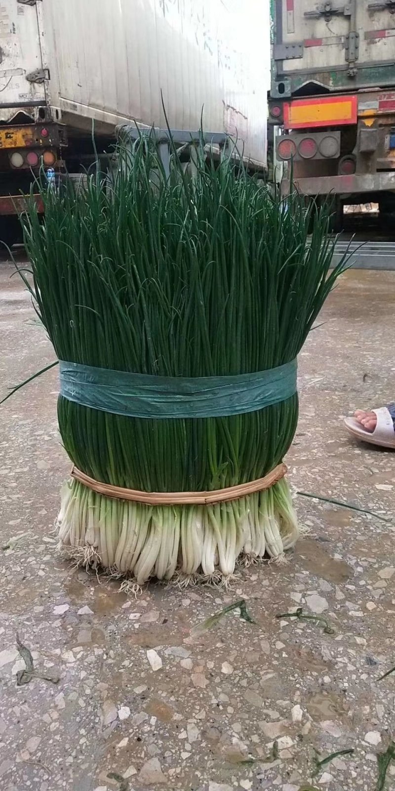 小葱！