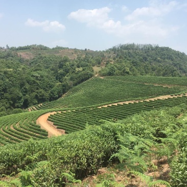古树茶