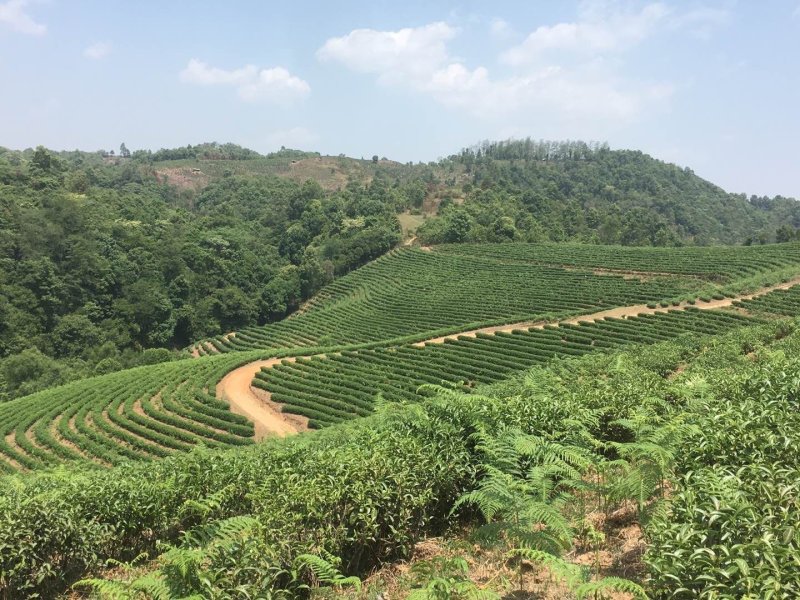 古树茶