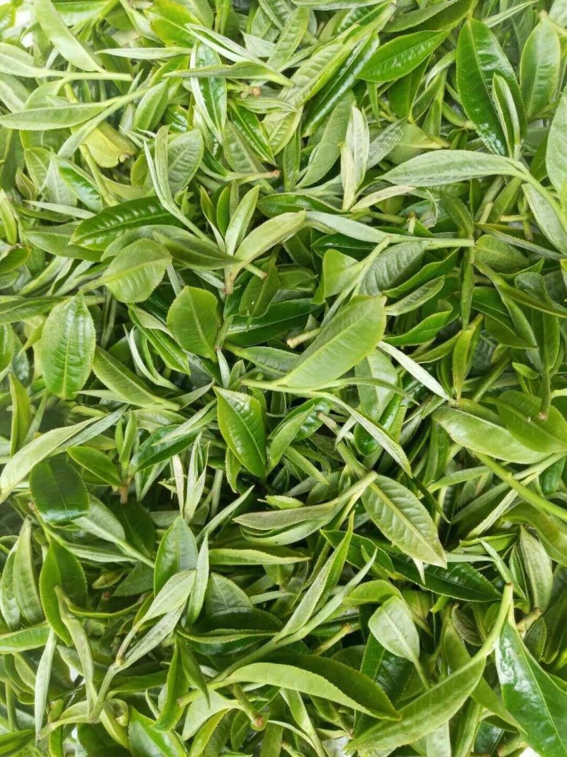 古树茶