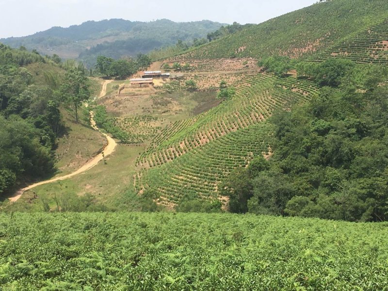 古树茶