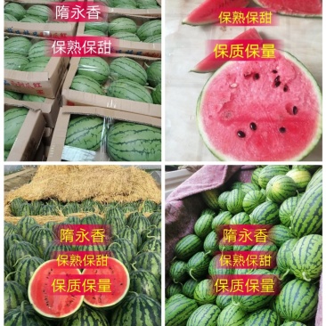早春红玉西瓜山东西瓜产地直供看棚订货支持打款收货
