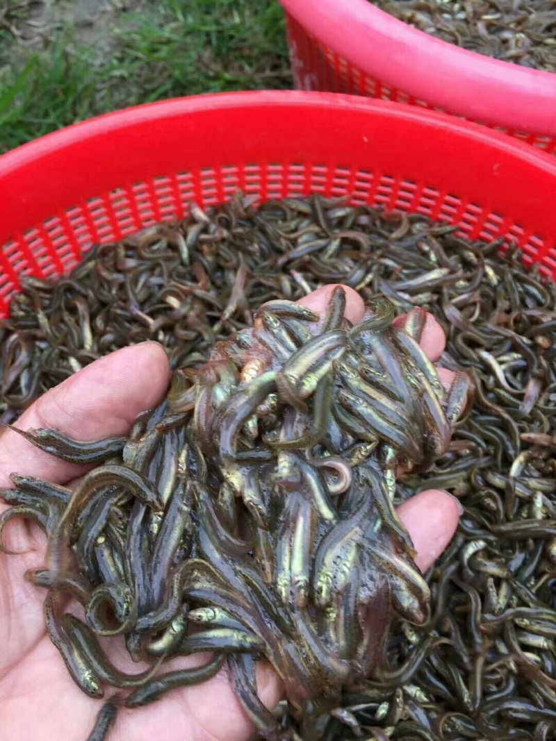 台湾泥鳅苗养殖基地直接供应，提供送货入塘，养殖技术