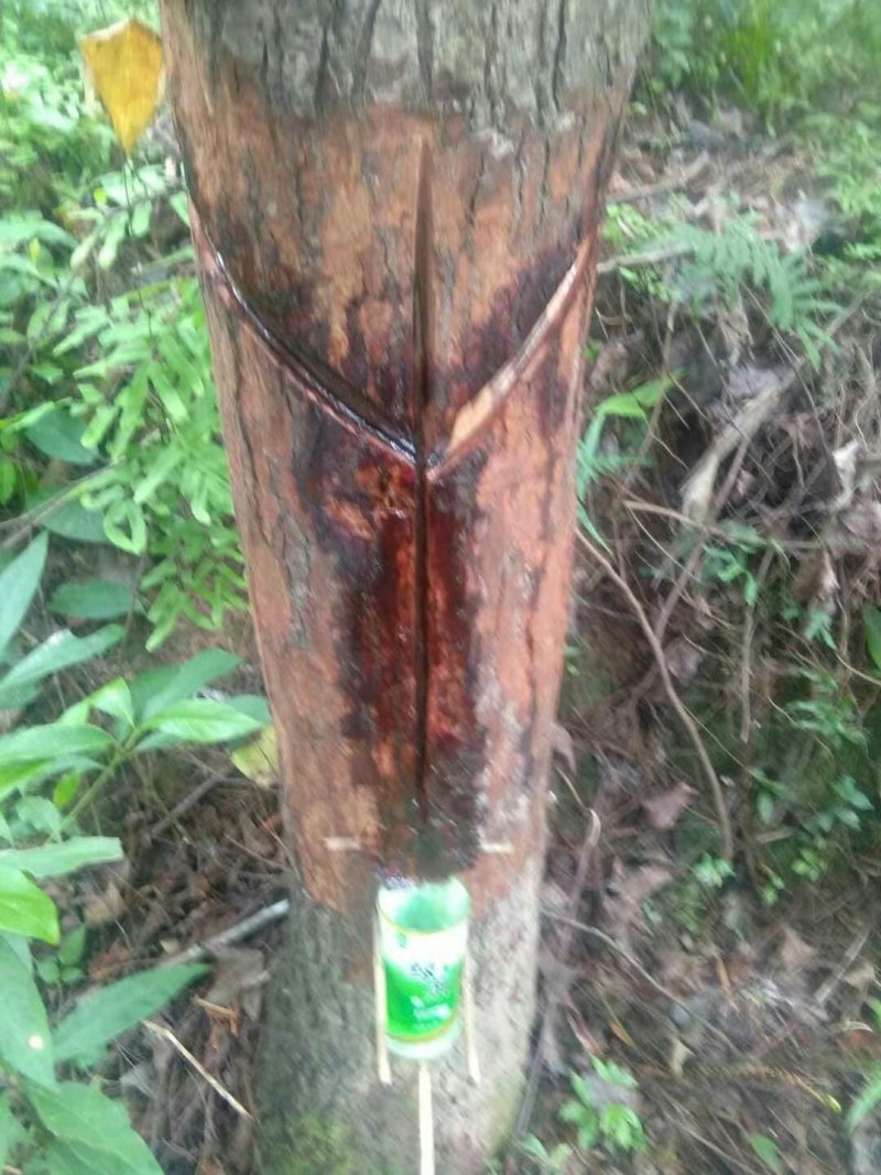 枫树油
