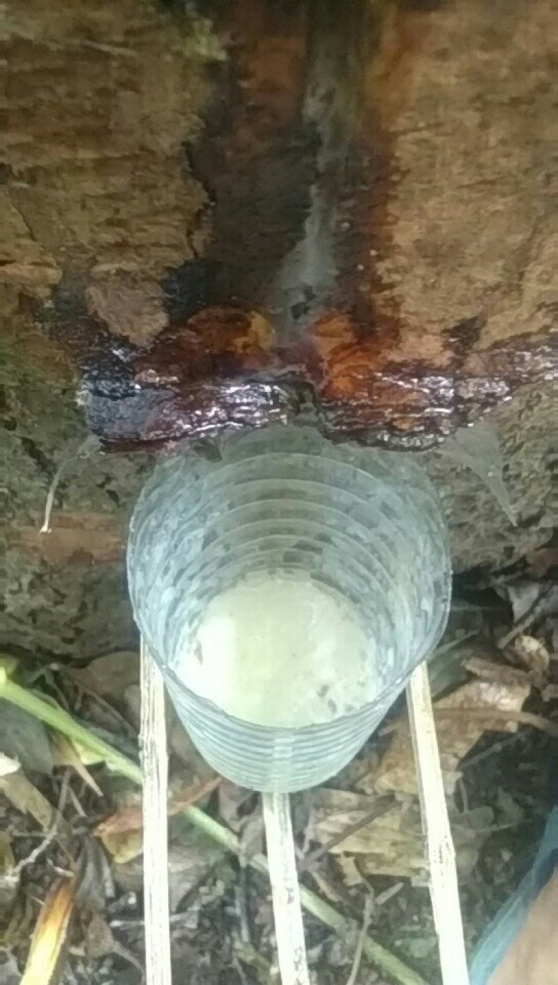 枫树油