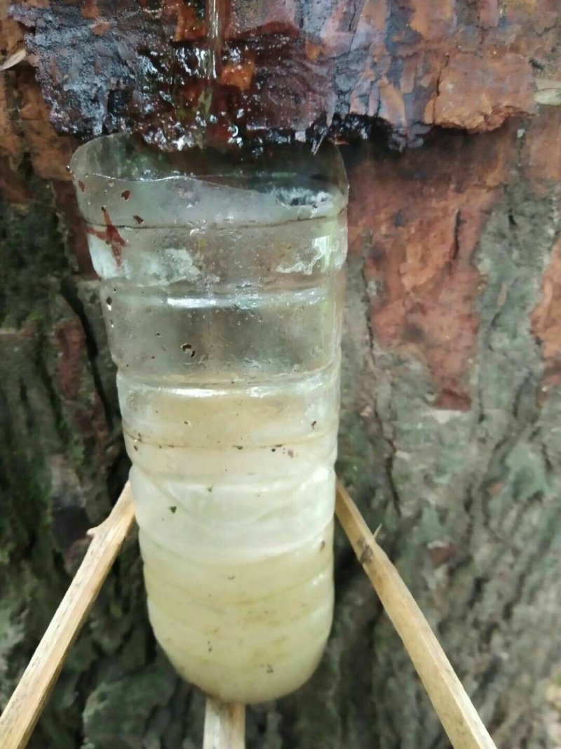 枫树油