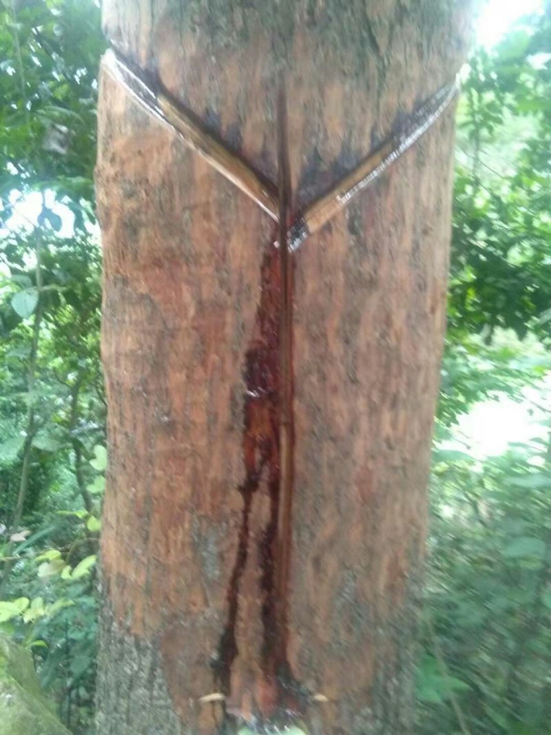 枫树油
