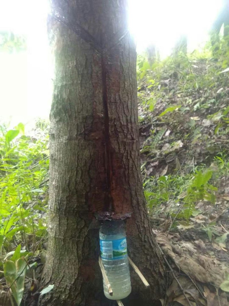 枫树油