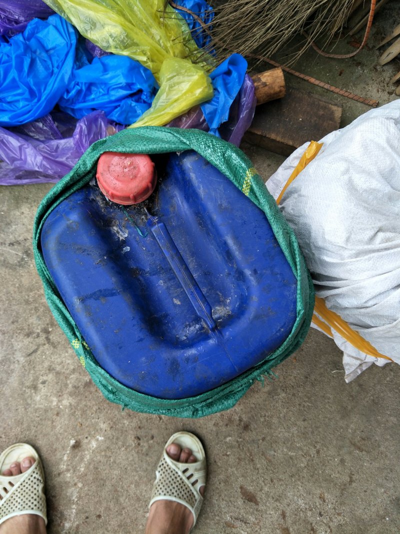 枫树油