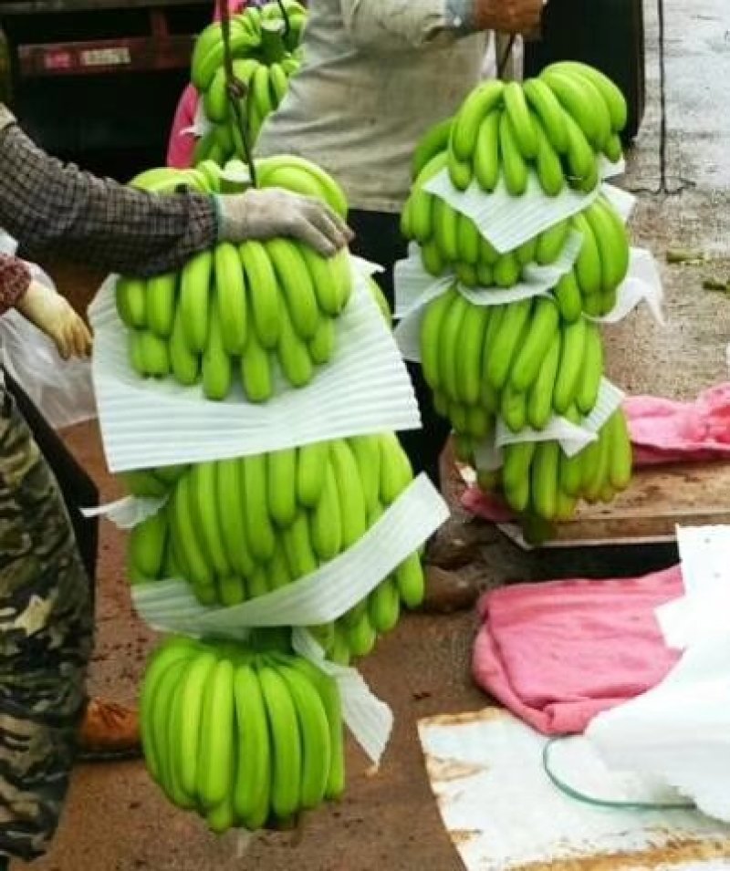 香蕉，巴西，南天黄，粤科，条蕉，片蕉，工厂香蕉