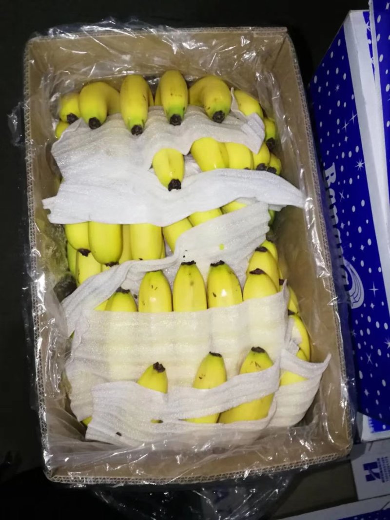 香蕉，巴西，南天黄，粤科，条蕉，片蕉，工厂香蕉