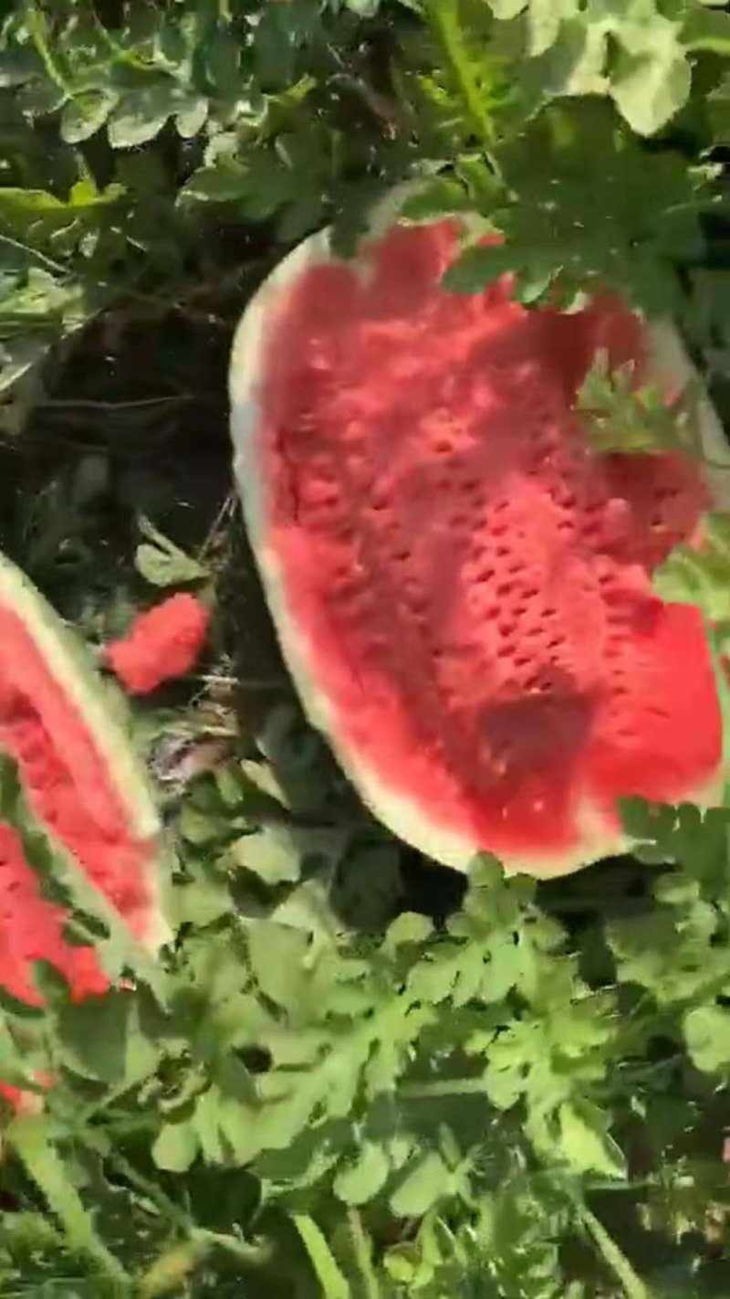 西瓜双红瓤金城五