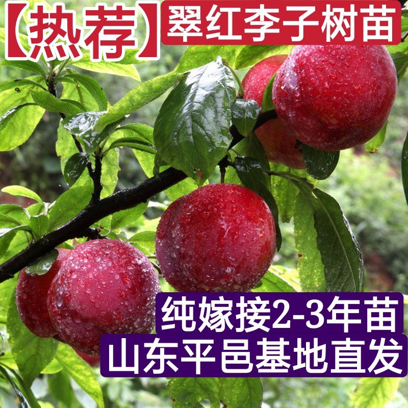 翠红李子树苗嫁接2-3年苗保证品种当年挂果包邮