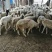 红绵羊🐑苗