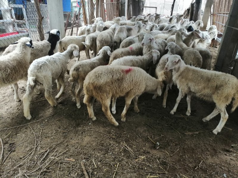 红绵羊🐑苗