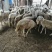 红绵羊🐑苗
