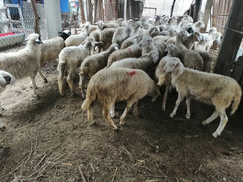 红绵羊🐑苗