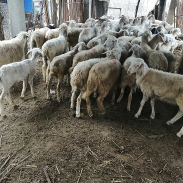 红绵羊🐑苗