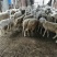 红绵羊🐑苗