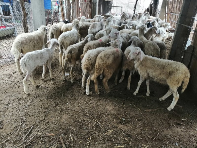 红绵羊🐑苗