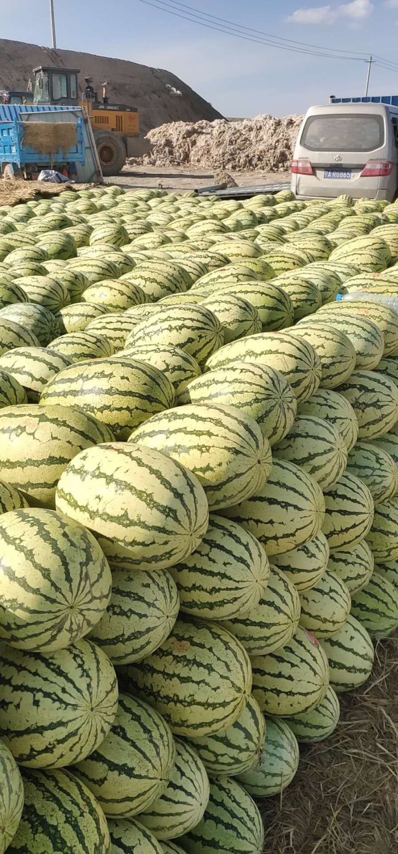 宁夏中卫硒砂瓜，品质有保证价格合理对接全国欢迎来电