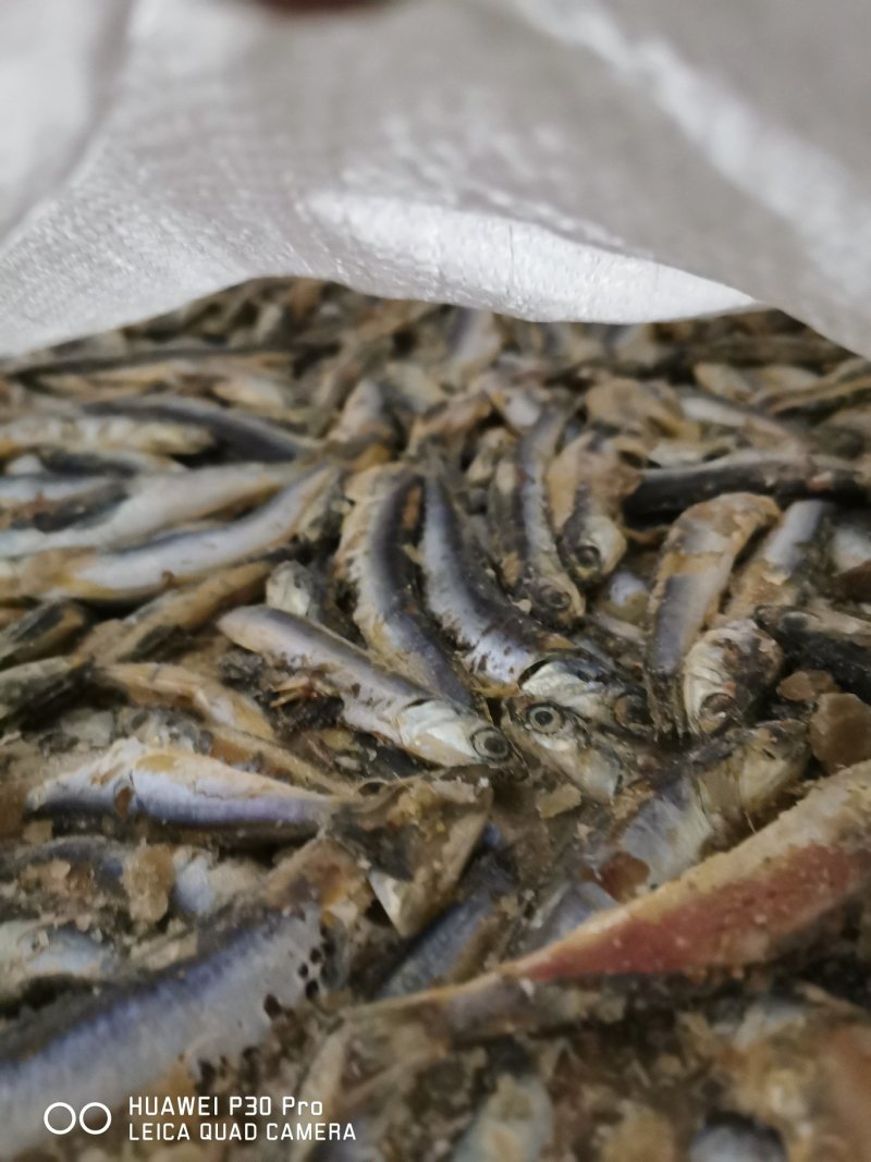 各种虾饲料有货！