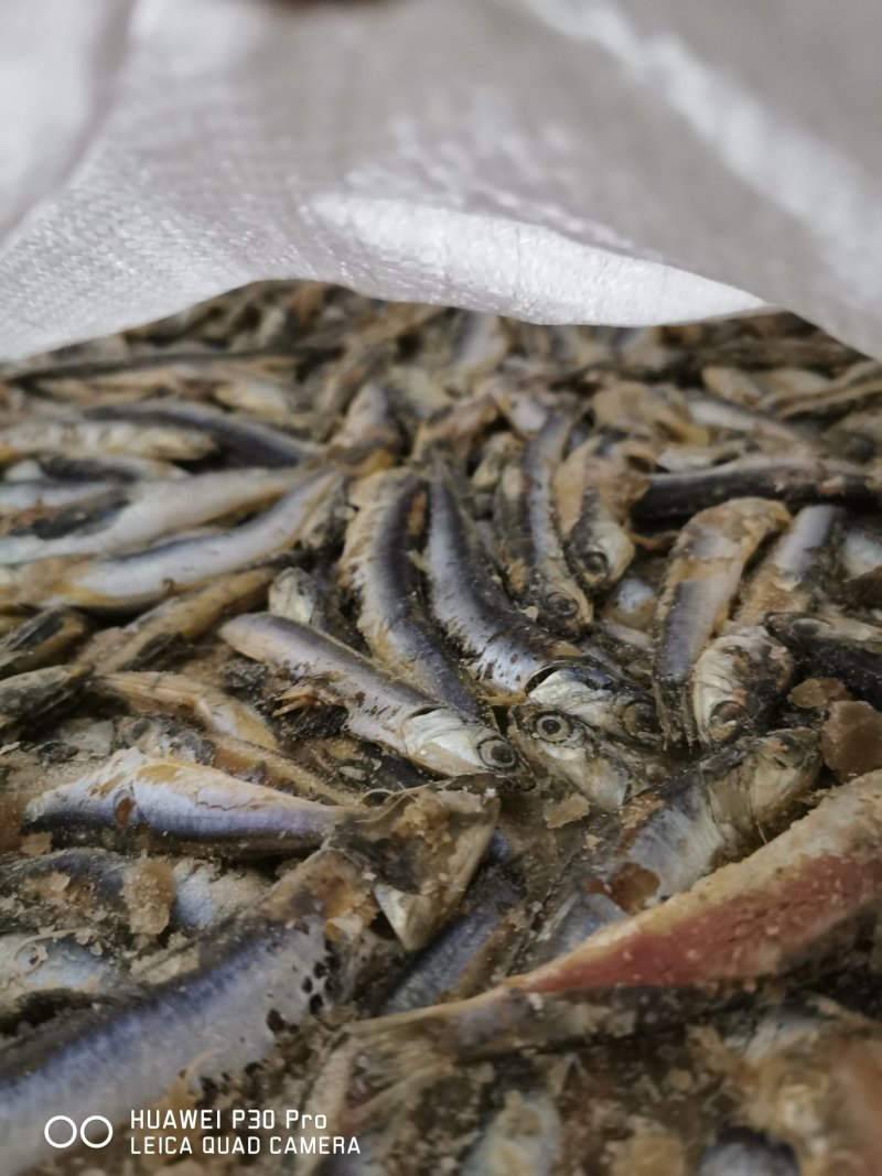 各种虾饲料有货！