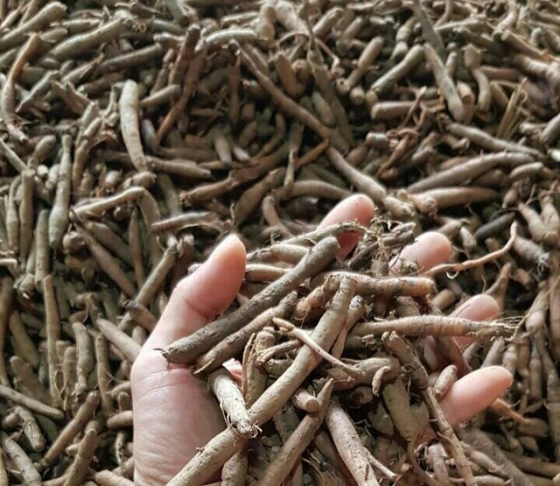 仙茅