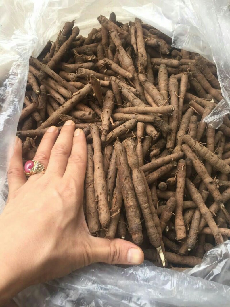 仙茅