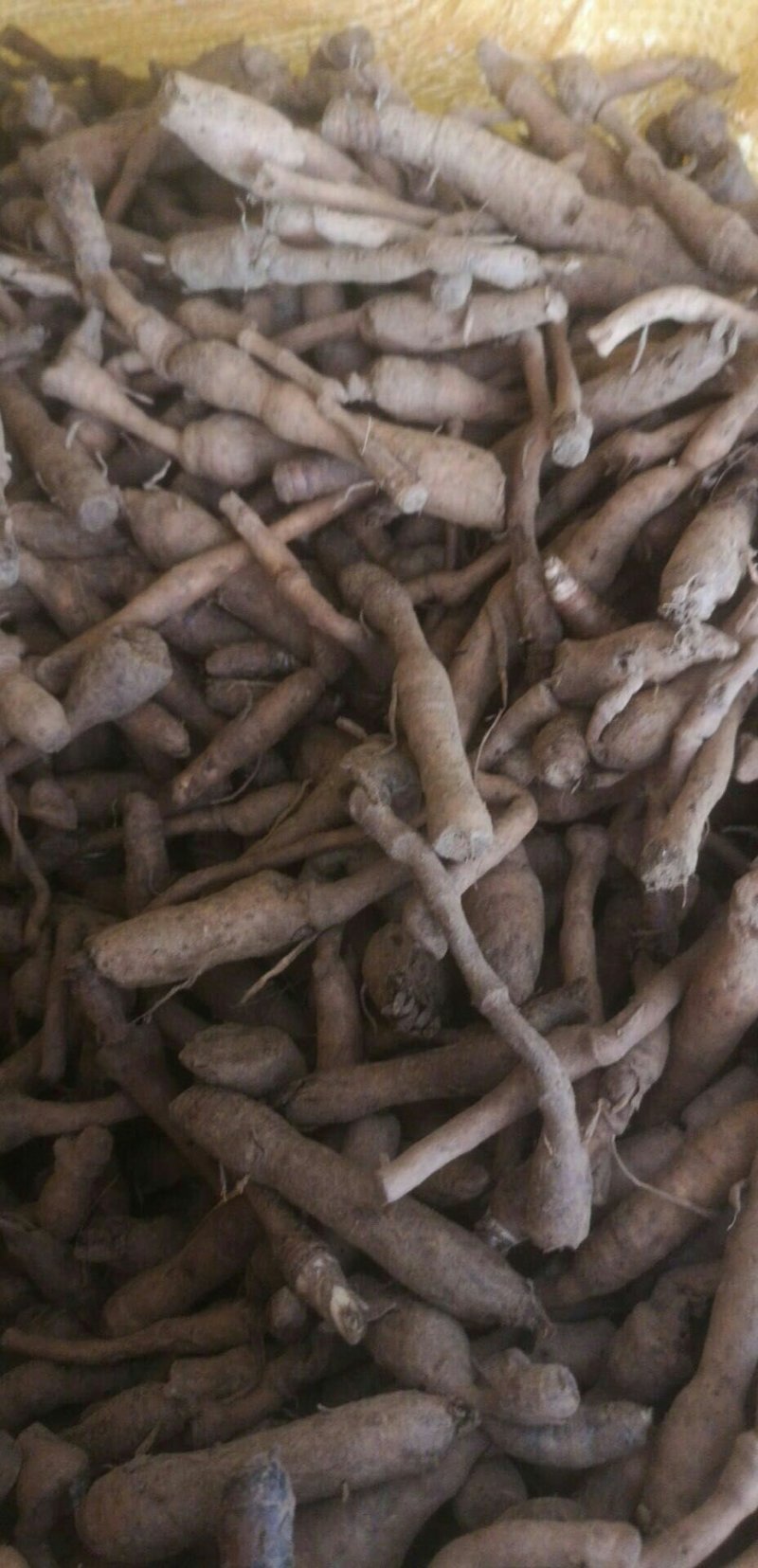 仙茅
