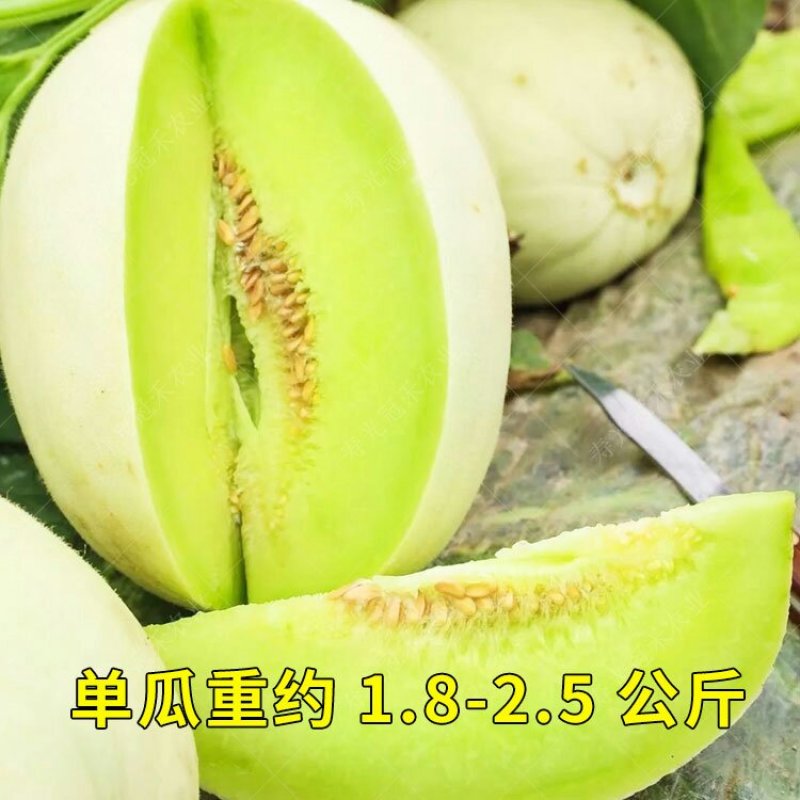 绿姑白皮绿肉甜瓜种子高档礼品瓜高糖价值高