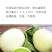 绿姑白皮绿肉甜瓜种子高档礼品瓜高糖价值高