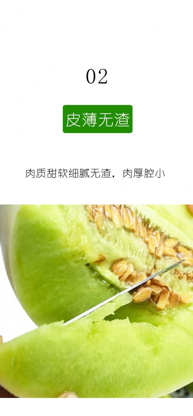绿姑白皮绿肉甜瓜种子高档礼品瓜高糖价值高