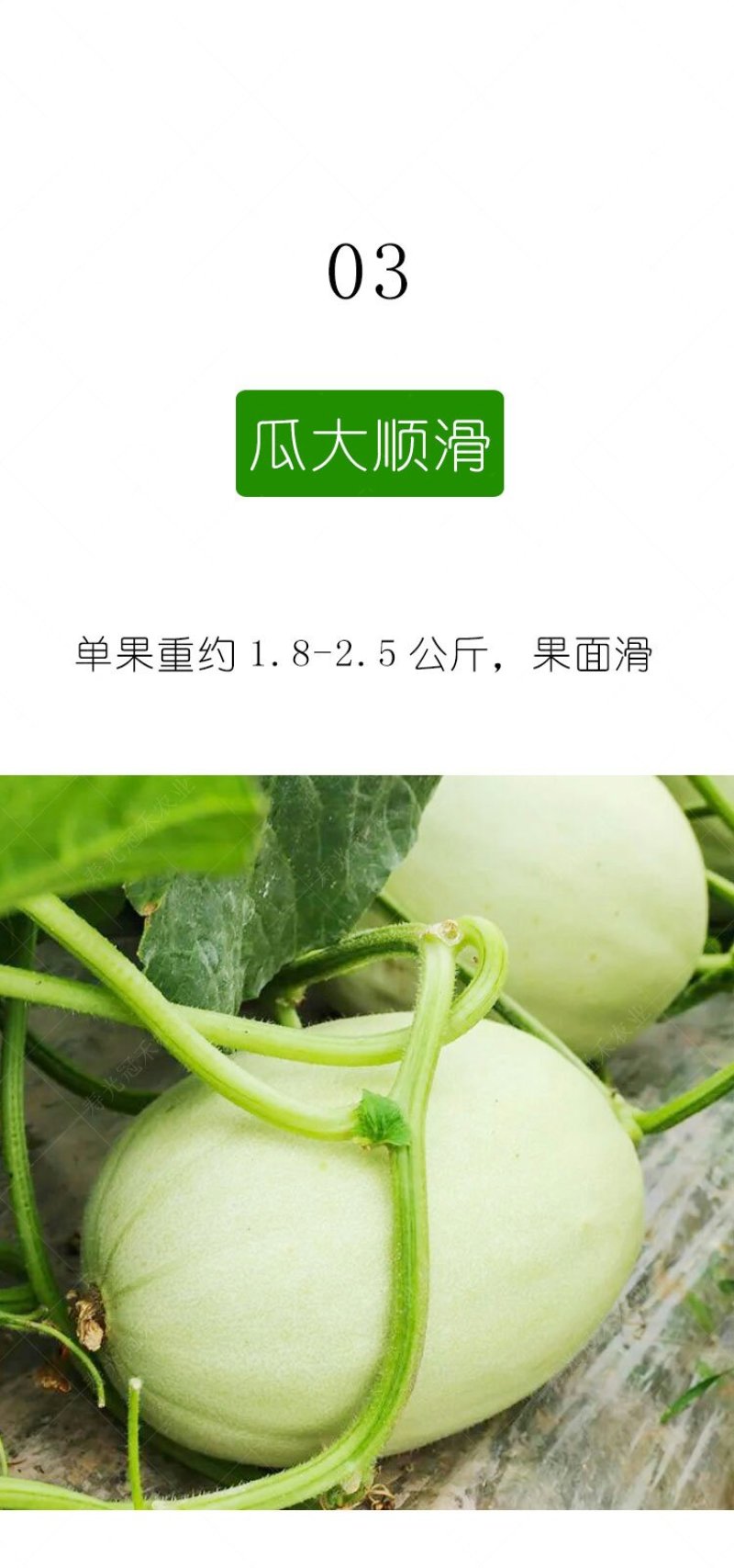 绿姑白皮绿肉甜瓜种子高档礼品瓜高糖价值高