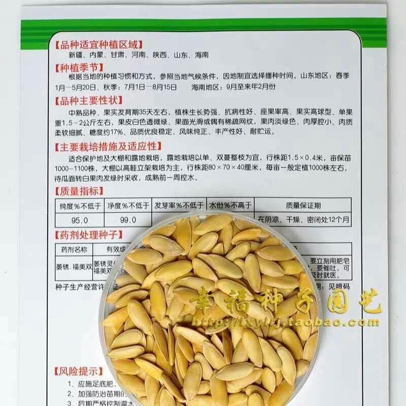 绿姑白皮绿肉甜瓜种子高档礼品瓜高糖价值高
