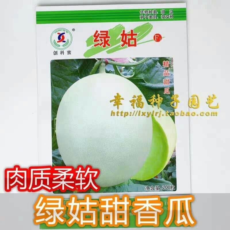 绿姑白皮绿肉甜瓜种子高档礼品瓜高糖价值高
