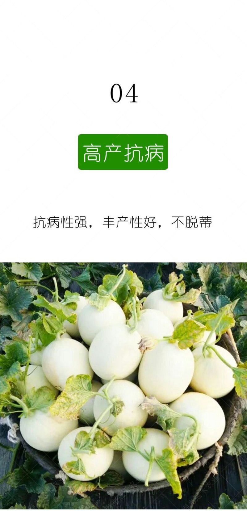 绿姑白皮绿肉甜瓜种子高档礼品瓜高糖价值高