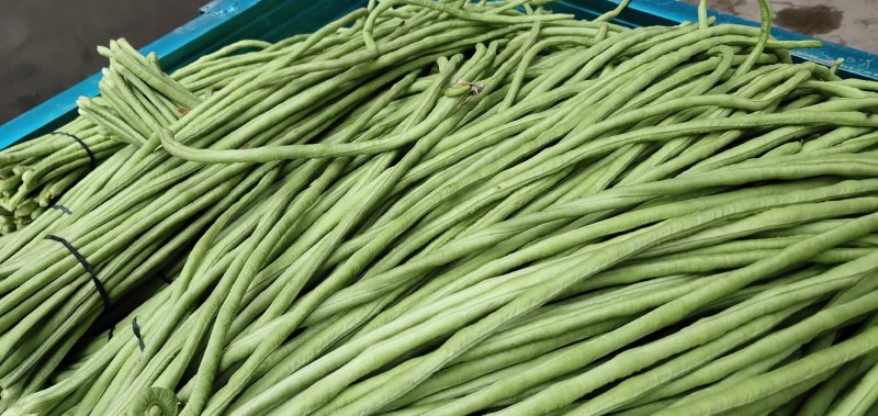 【牛商】河南长豆角，油豆角大量新鲜供应，地头价格随行就市