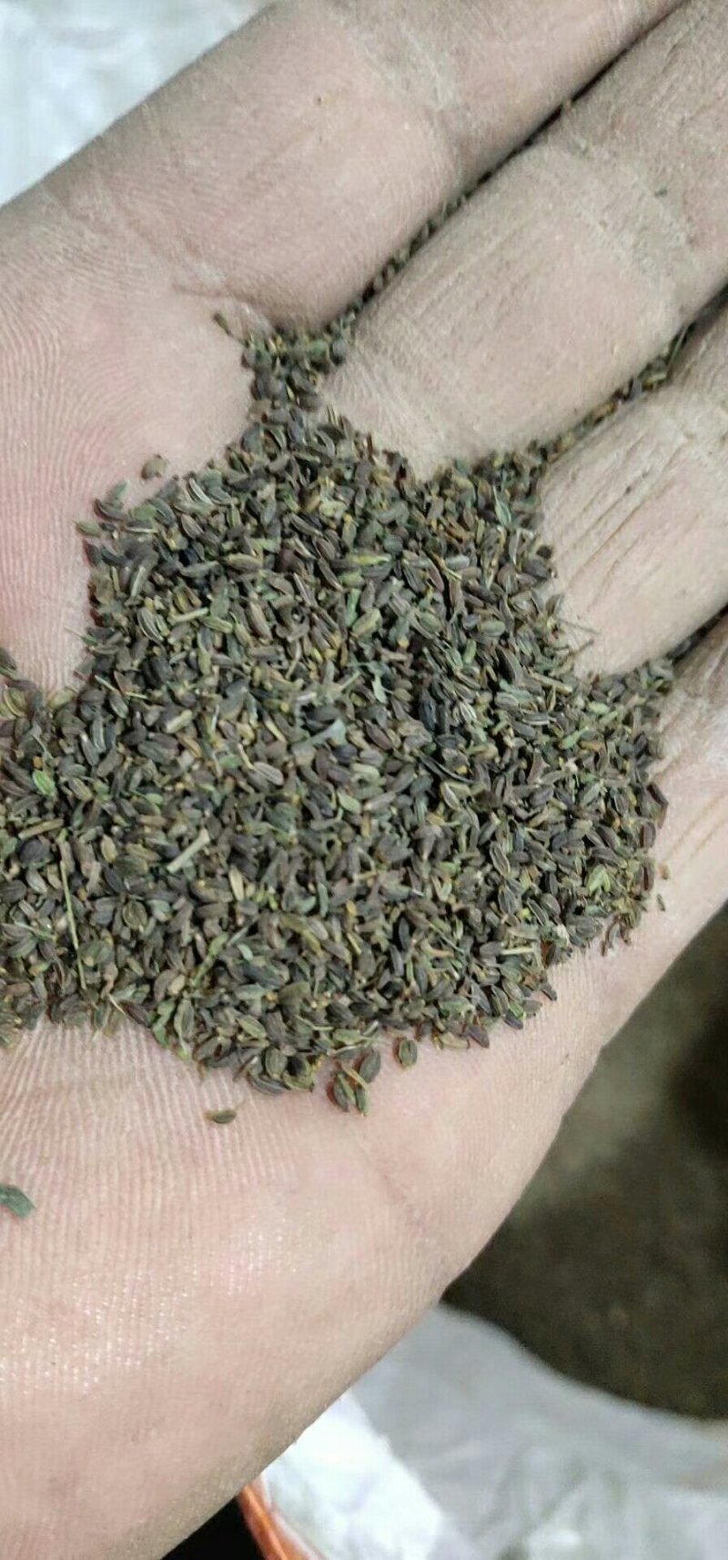 甘肃陇西产地纯新红根直条北柴胡籽，过风过筛干净货货优价廉