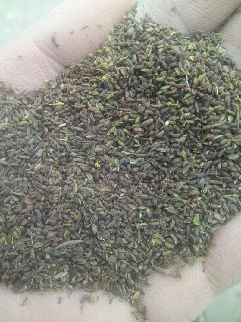 甘肃陇西产地纯新红根直条北柴胡籽，过风过筛干净货货优价廉