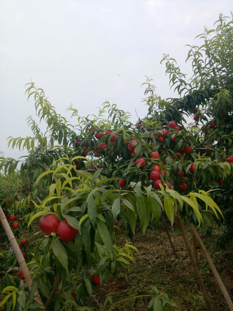 油桃