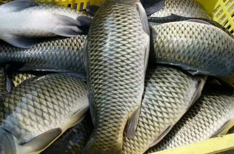 鲤鱼批发垂钓