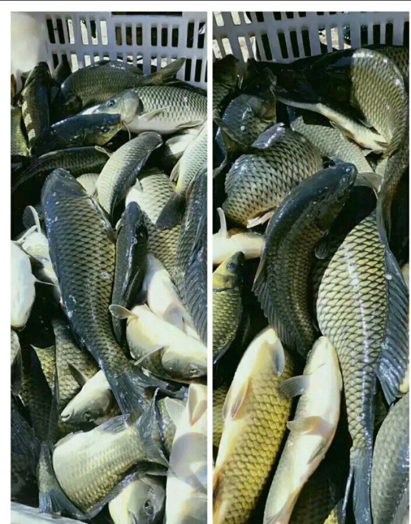 鲤鱼批发垂钓