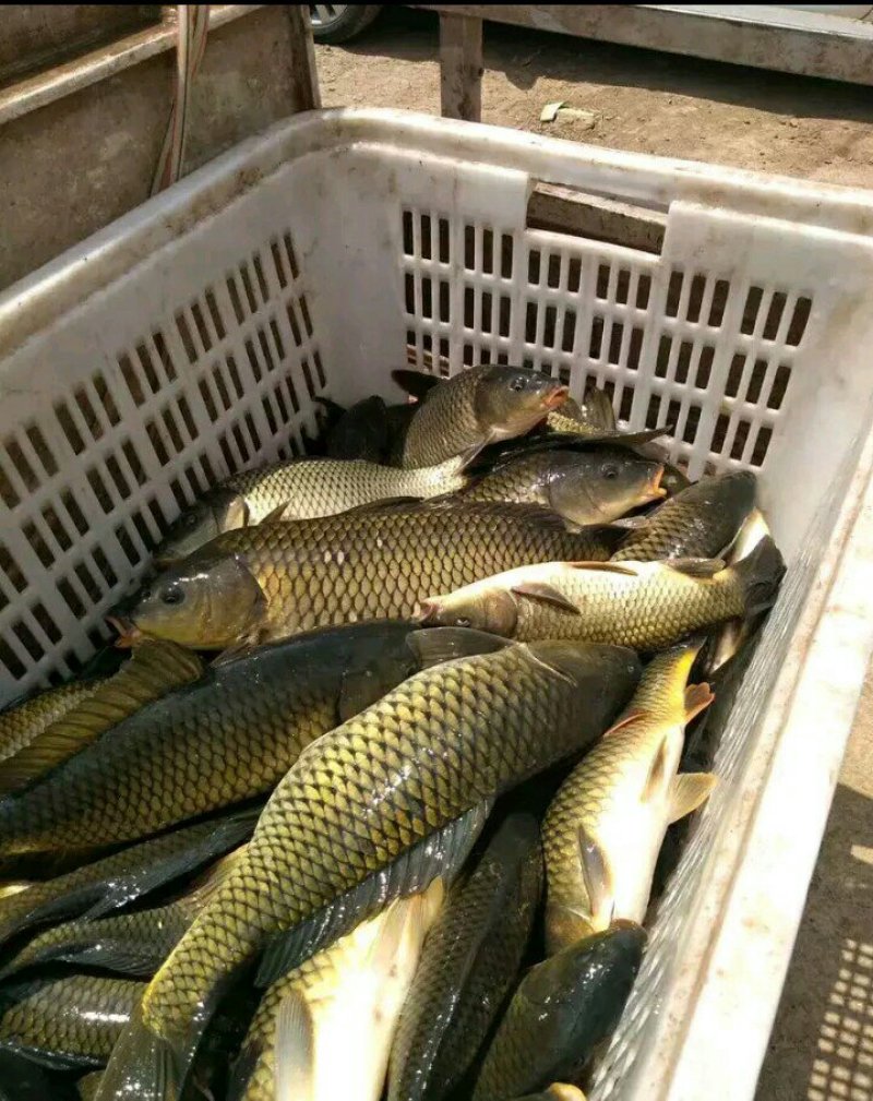 鲤鱼批发垂钓