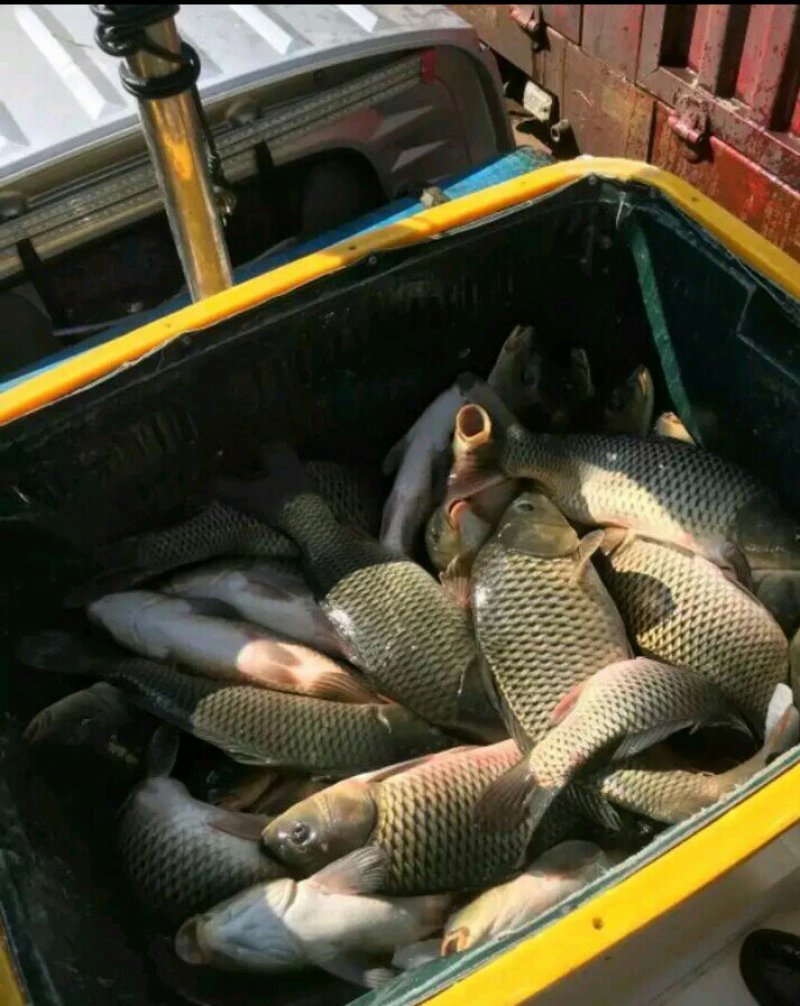 鲤鱼批发垂钓
