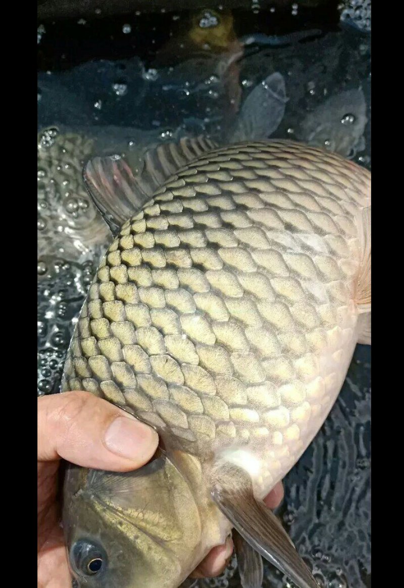 鲤鱼批发垂钓
