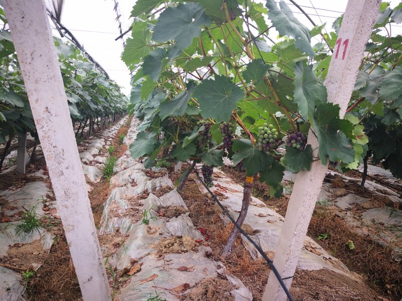 夏黑葡萄，夏黑葡萄，大量上市了。质优价廉量大
