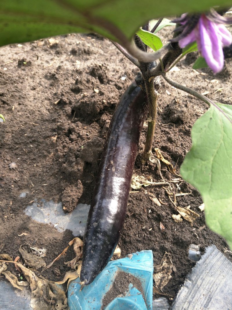蔬菜